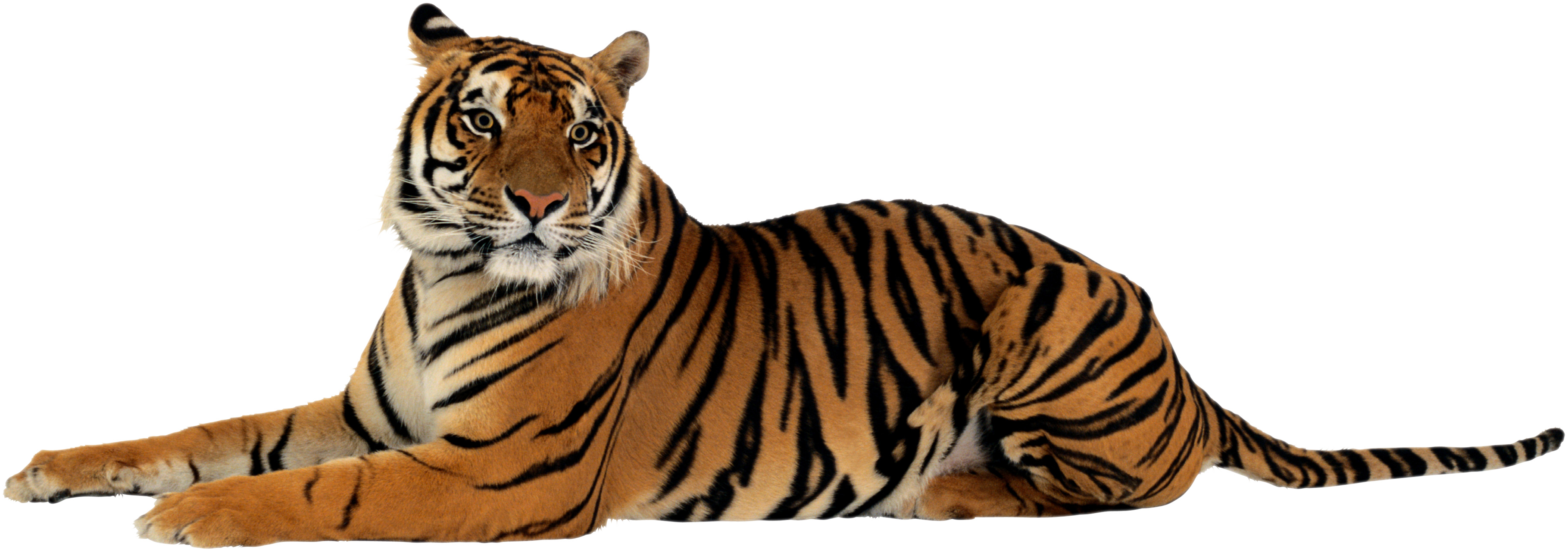 Tigers gallery isolated stock. Clipart tiger mike