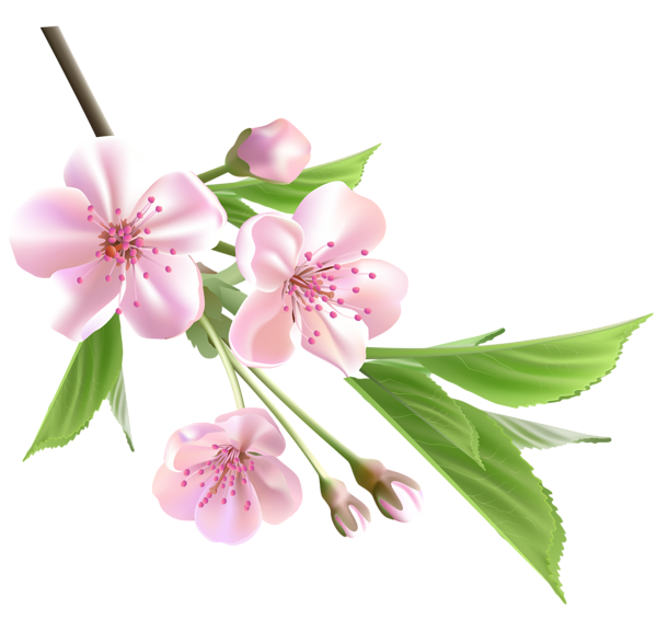 clipart tree spring