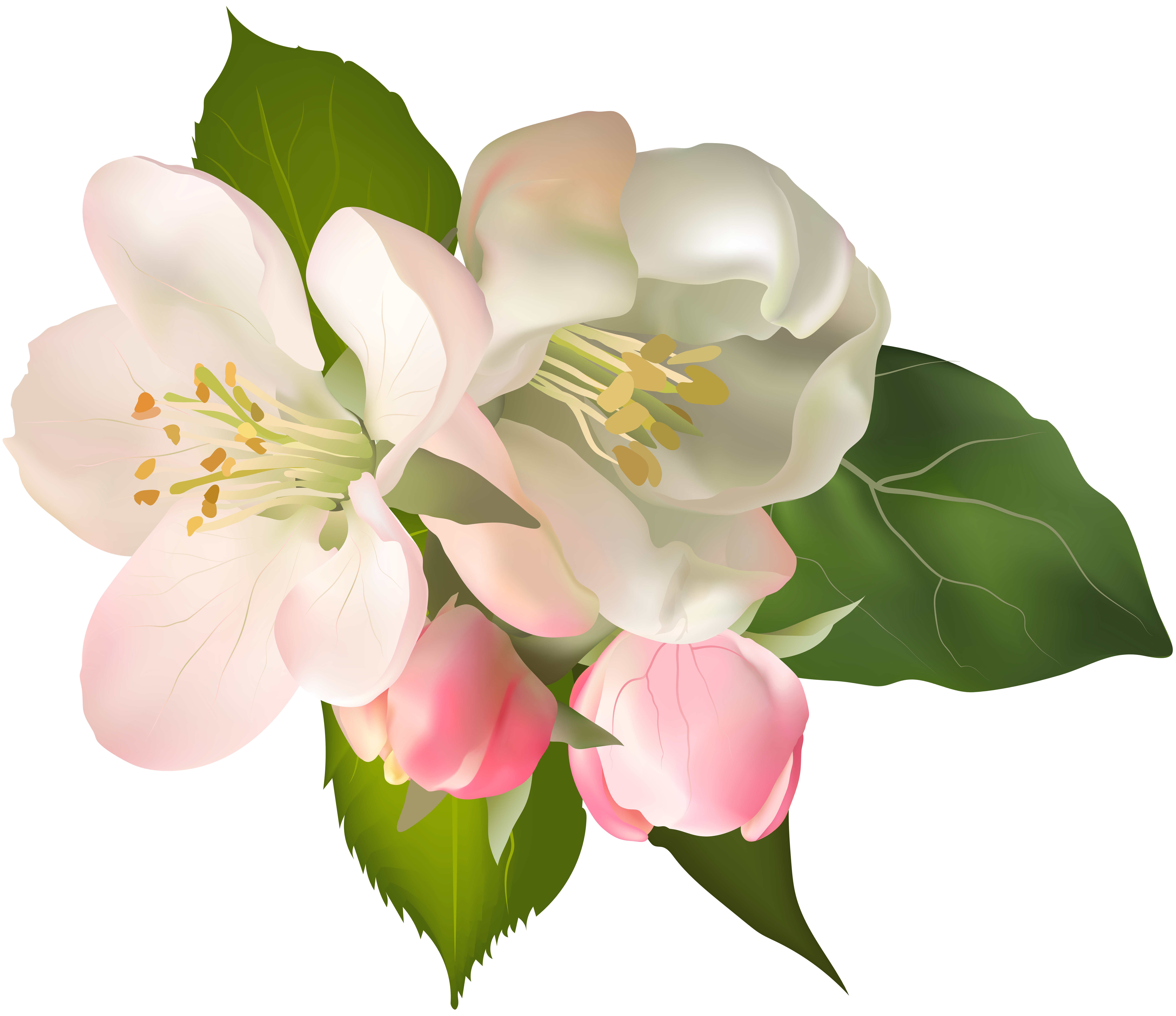 magnolia clipart magnolia blossom