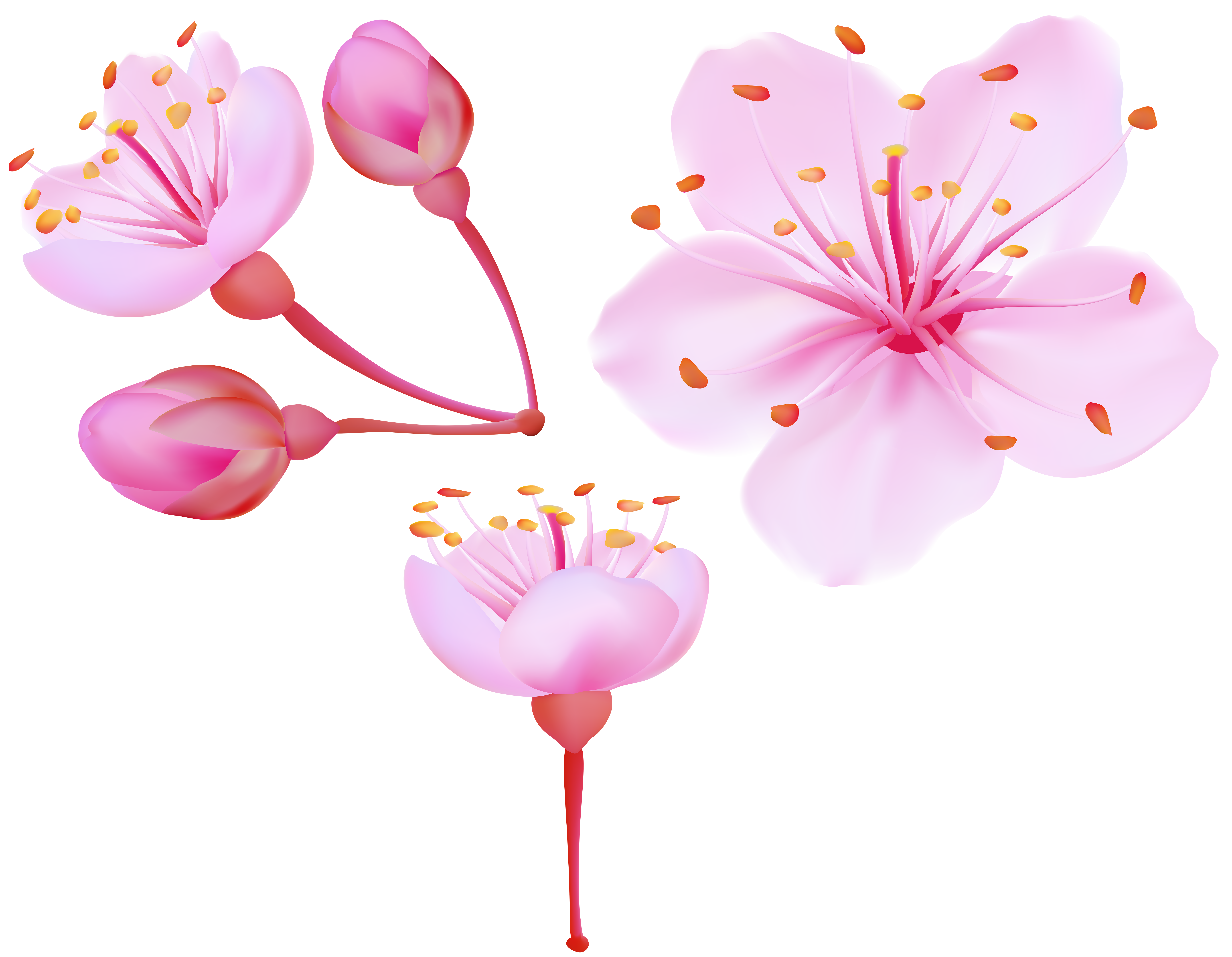 Clipart spring cherry blossom. Blossoms png clip art