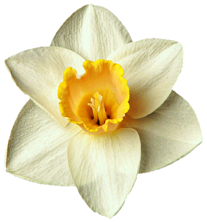 Daffodil clipart trumpet flower. Sweet spring by jeanicebartzen