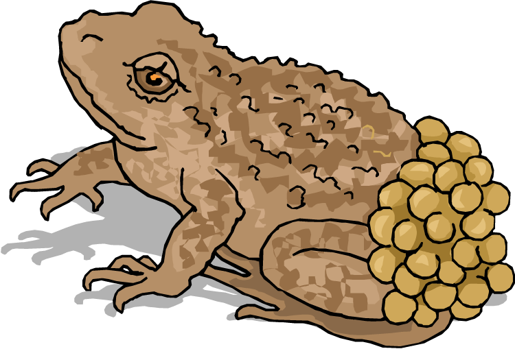 eggs clipart frog