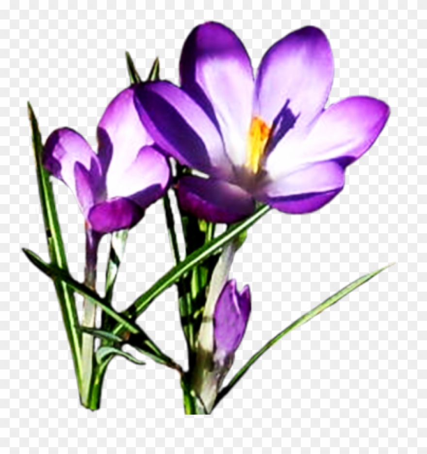 clipart spring purple