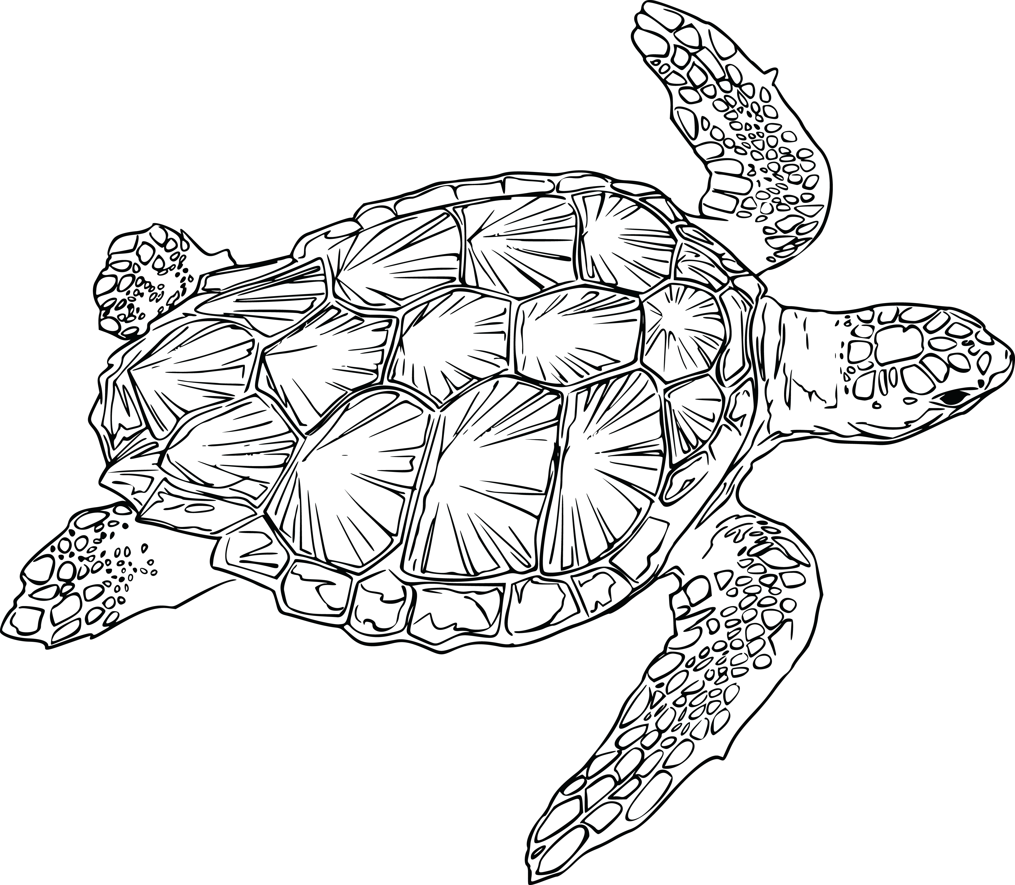 shell clipart sea turtle