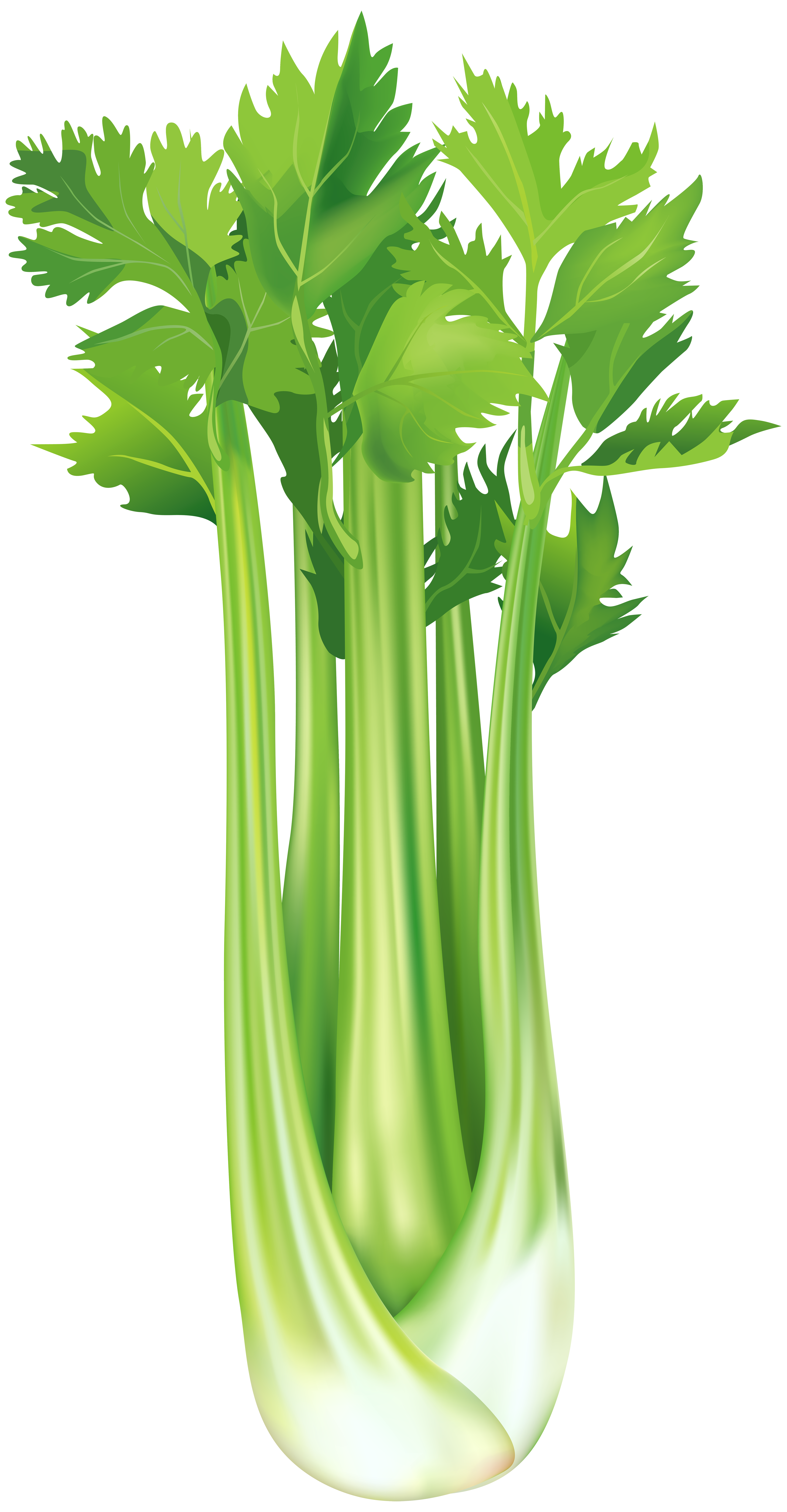 Celeriac clip art celery. Clipart spring vegetable
