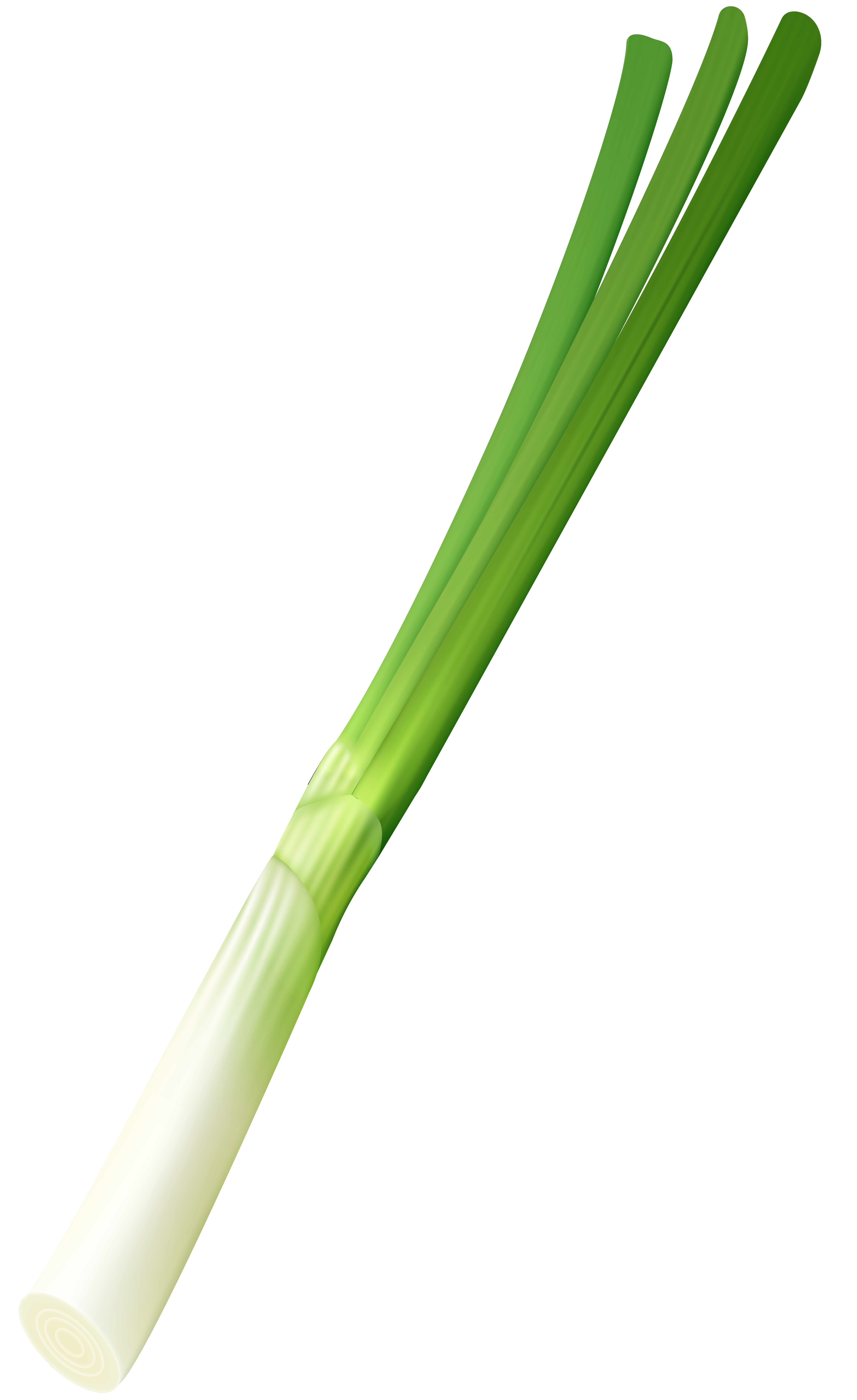 onion clipart green onion