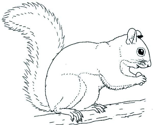 Grey coloring page prek. Clipart squirrel color