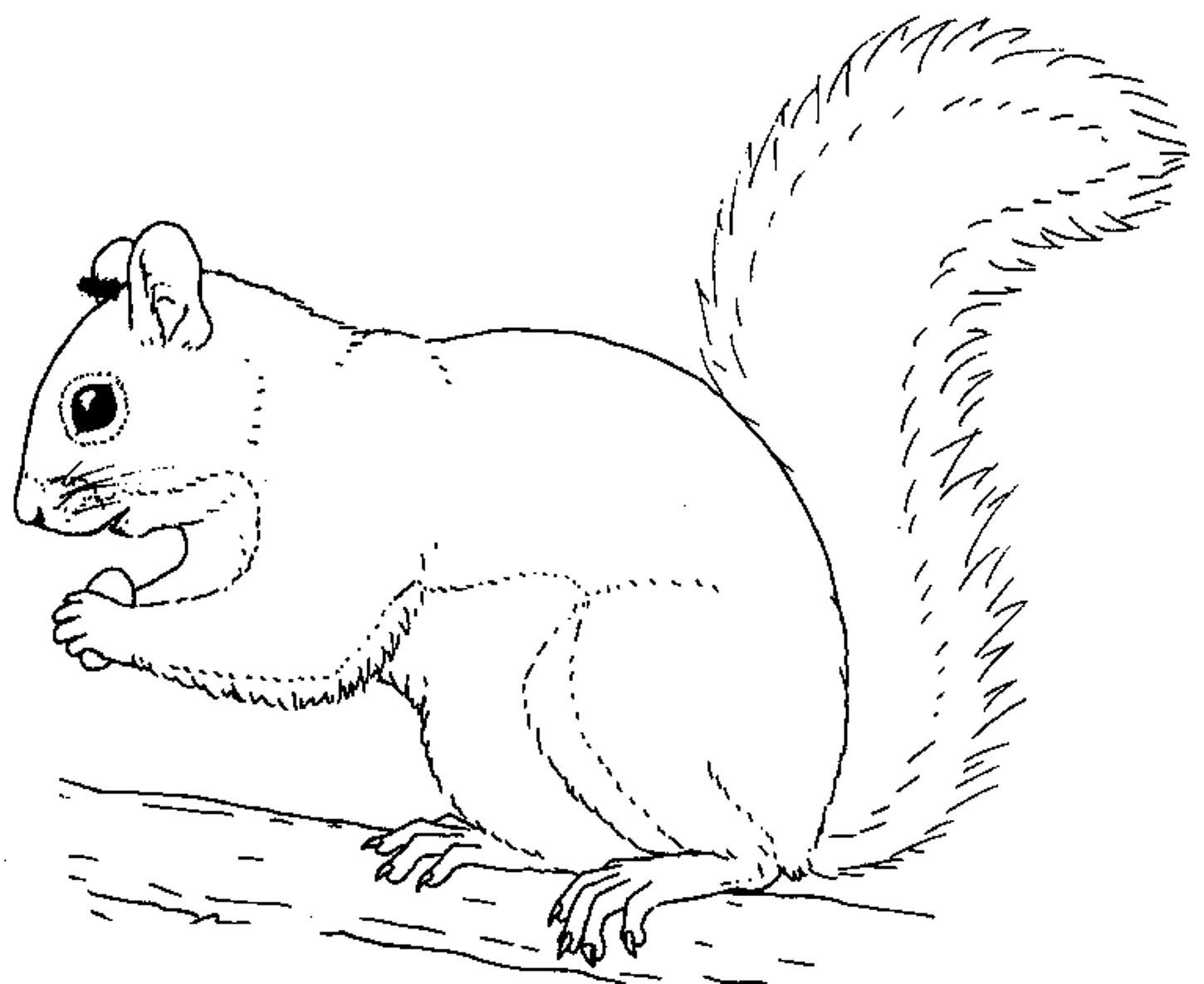 clipart squirrel colouring page