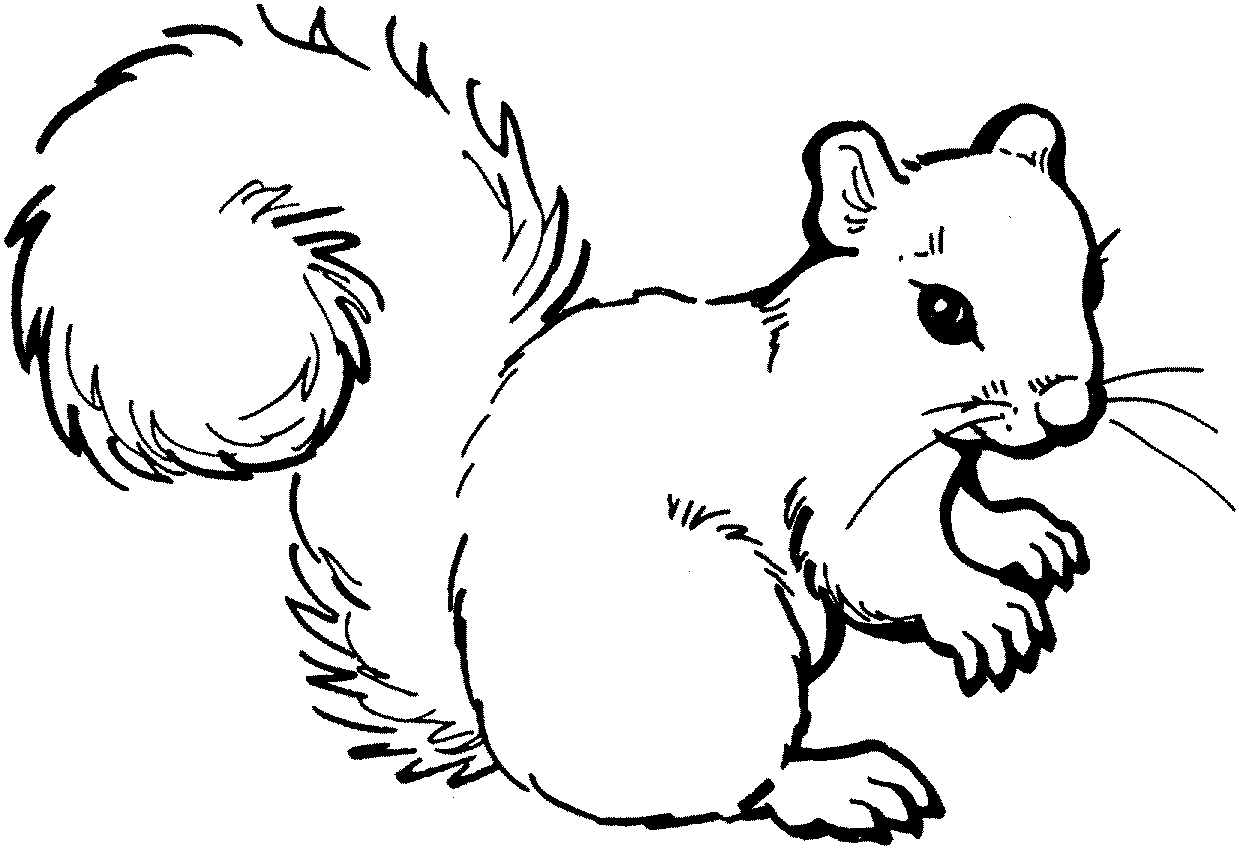 clipart squirrel colouring page