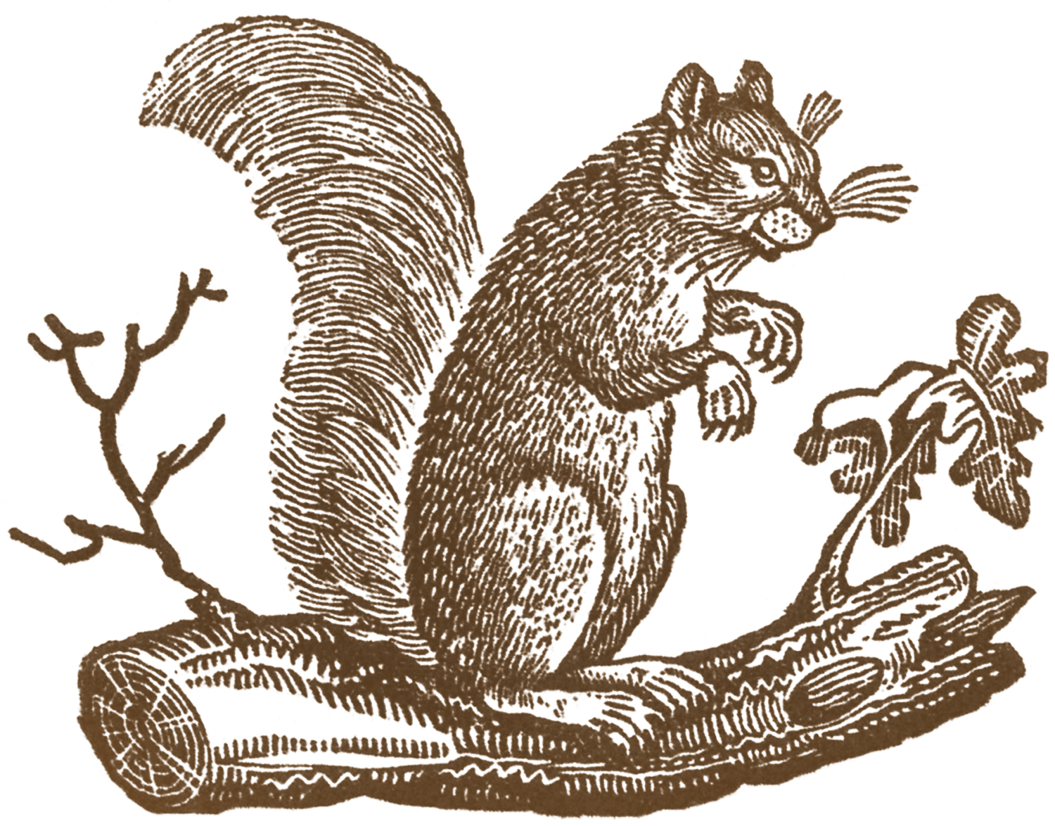 I love you free. Clipart squirrel couple