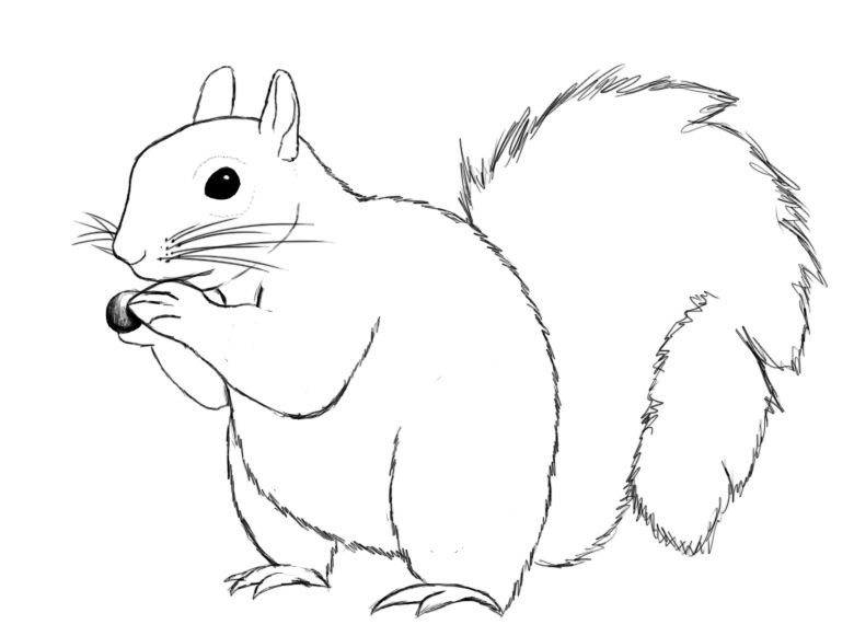 clipart squirrel drawn