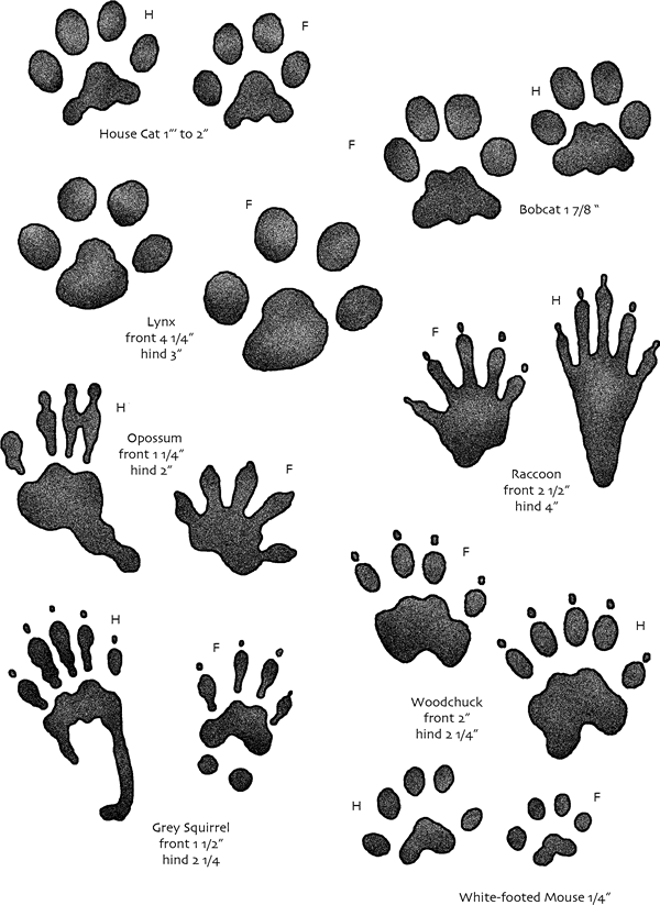 clipart squirrel footprint