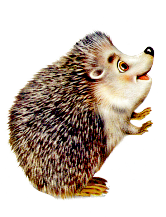 Hedgehog woodland animals