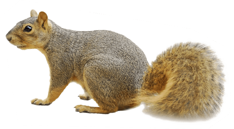 clipart squirrel fox squirrel