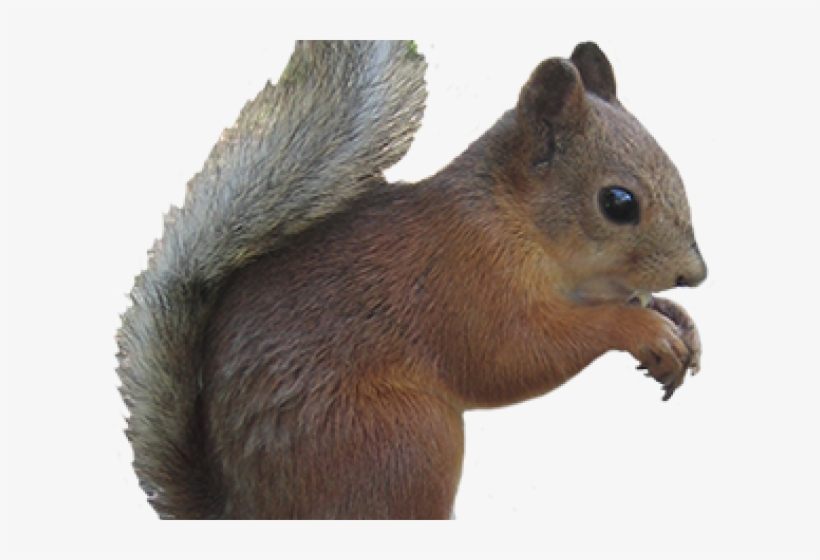 clipart squirrel fox squirrel