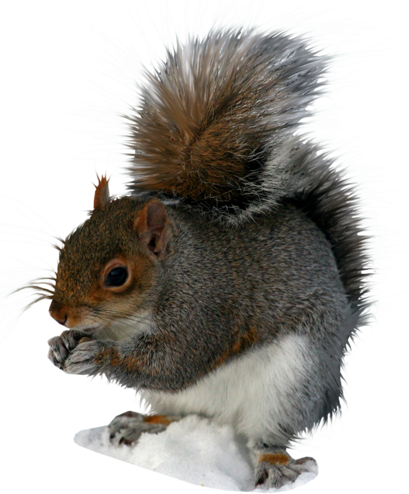 clipart squirrel grey squirrel