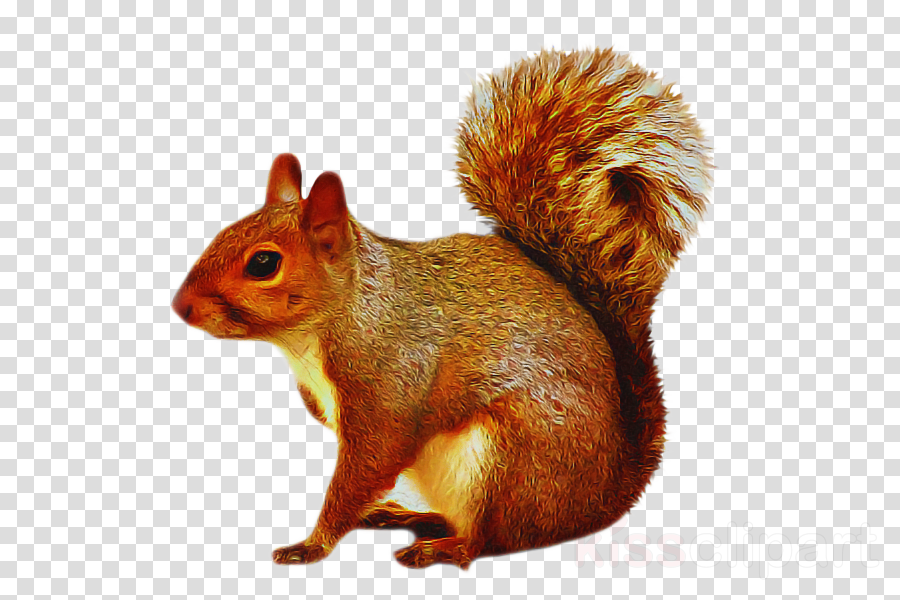 clipart squirrel ground squirrel