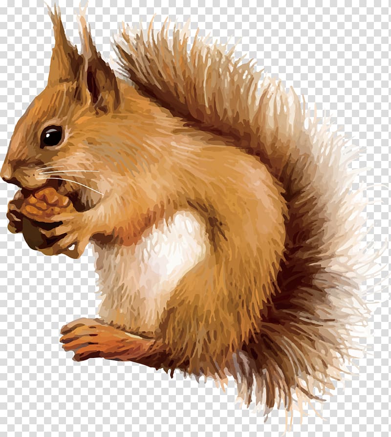 clipart squirrel hand drawn