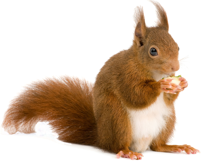 tooth clipart squirrel