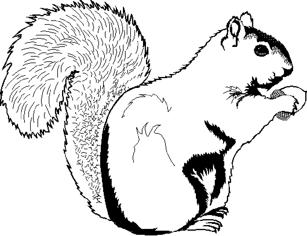 clipart squirrel printable