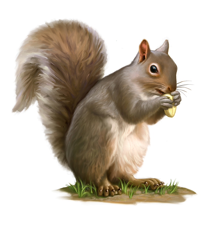 clipart squirrel real
