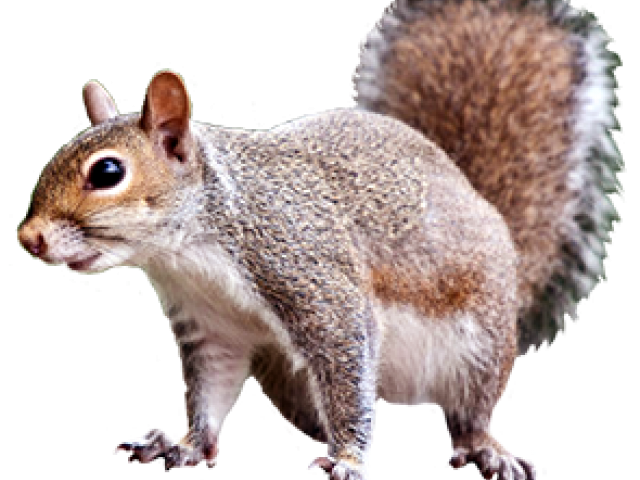 clipart squirrel realistic