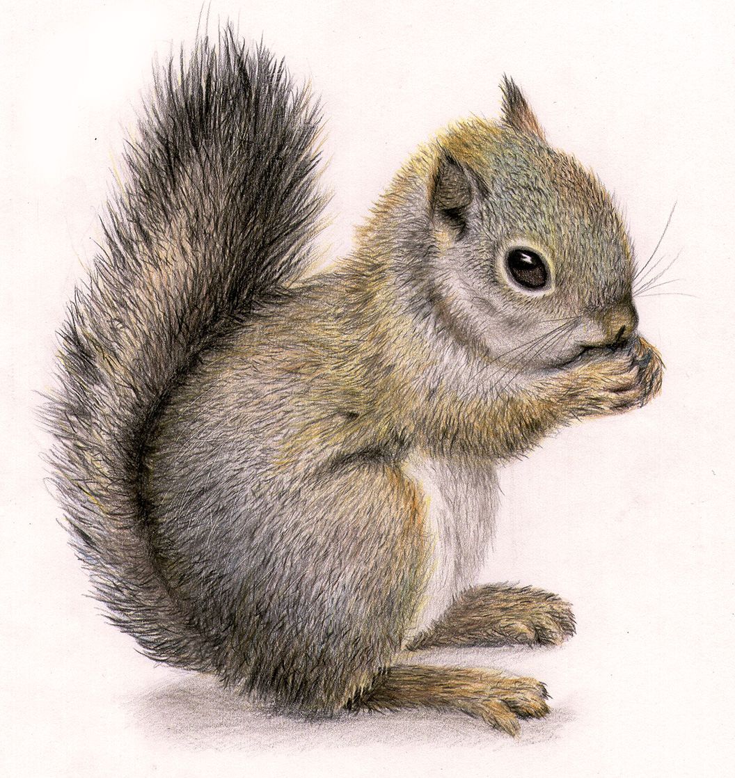 clipart squirrel realistic