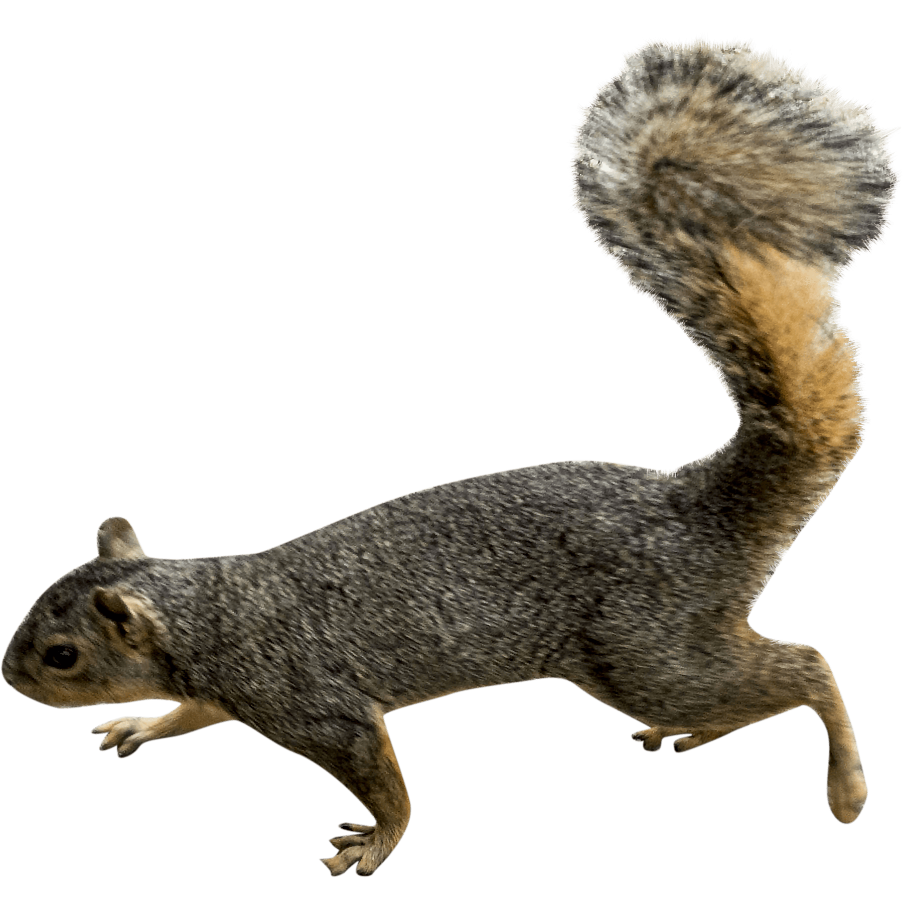 clipart squirrel rodent