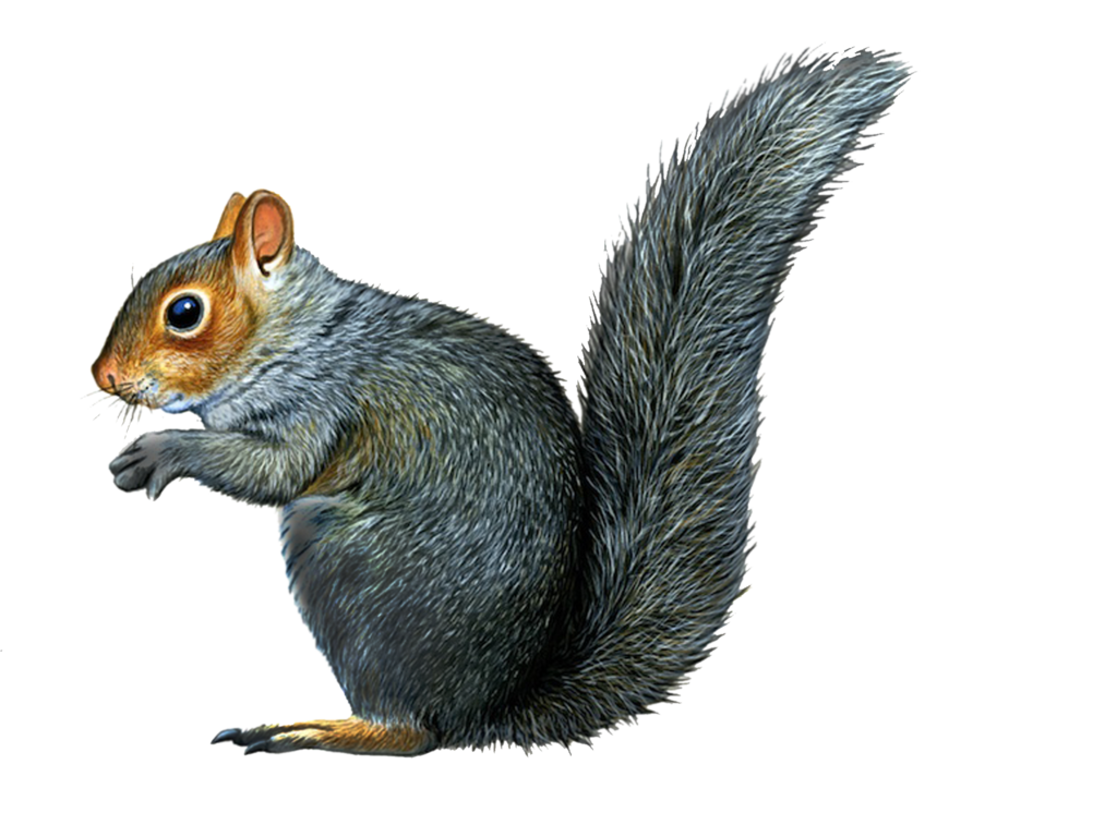 clipart squirrel september