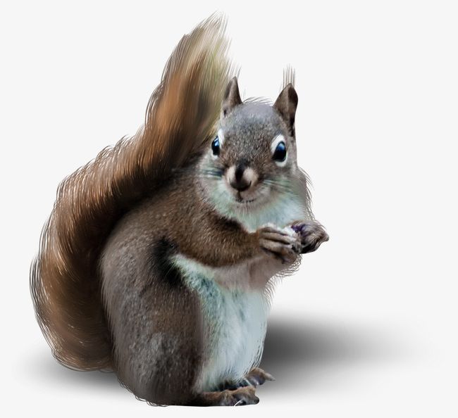 Clipart squirrel shadow. Cute png animal 