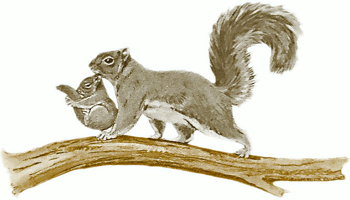 clipart squirrel squirrel family