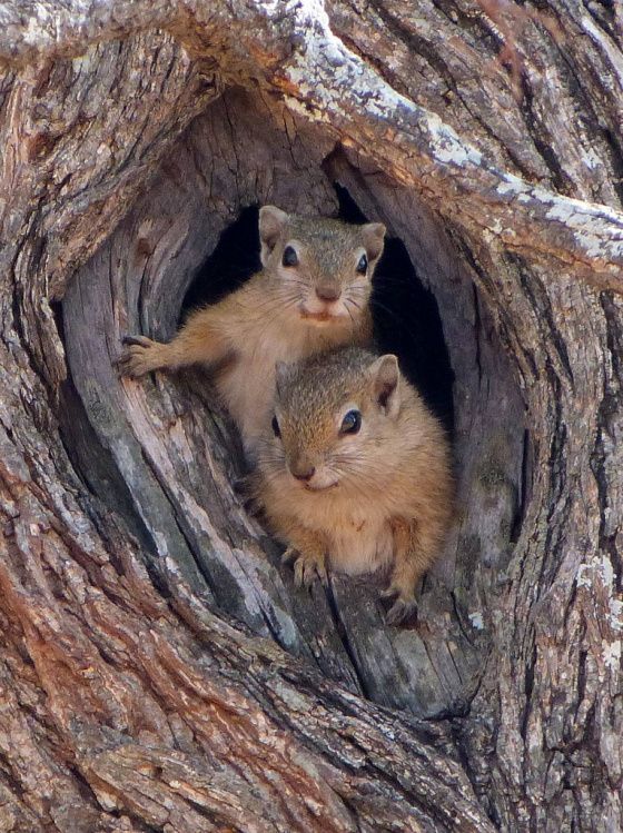 Clipart squirrel squirrel nest. Image result for squirrels
