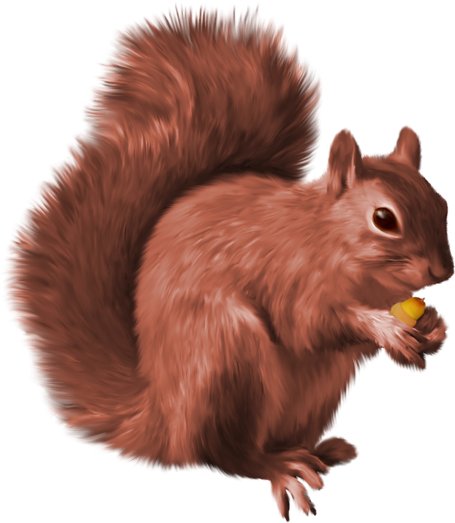 clipart squirrel squirrell
