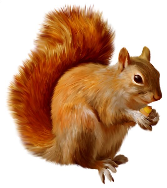 Clipart squirrel thinking. Download a squirrels hd