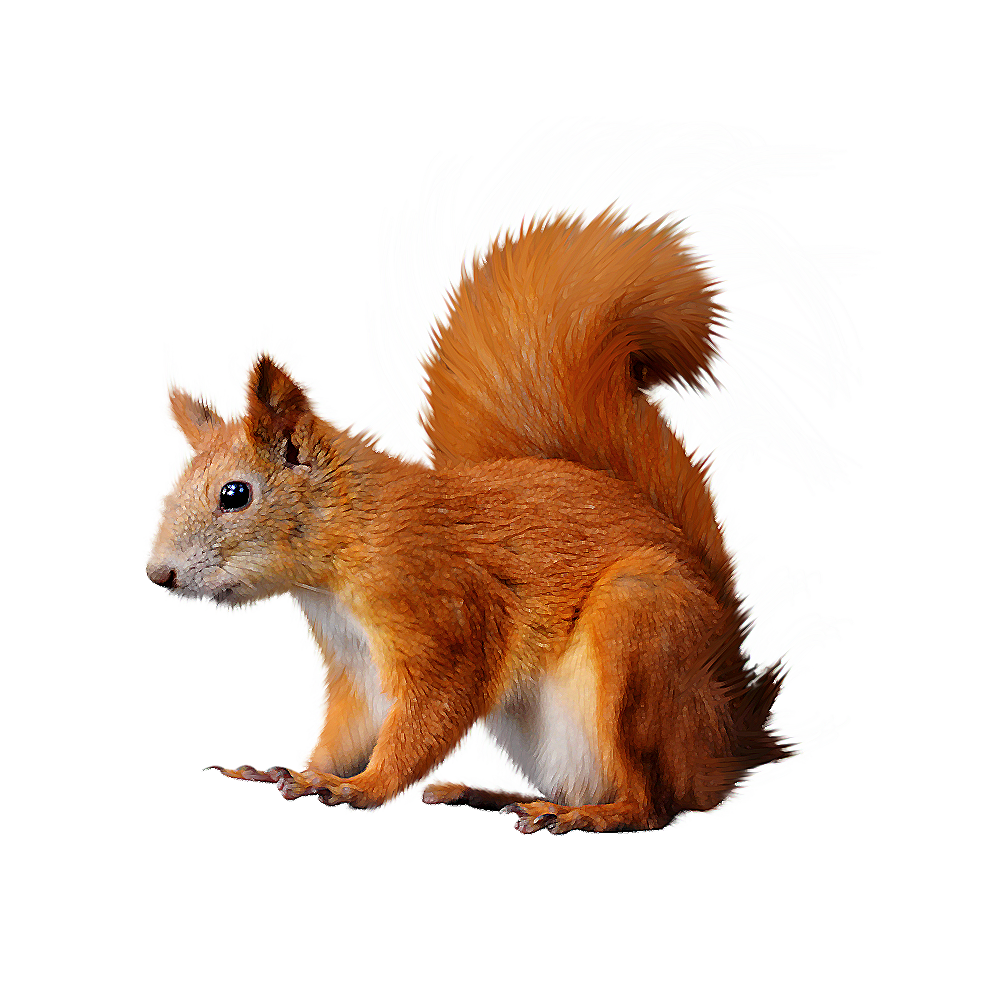clipart squirrel transparent background