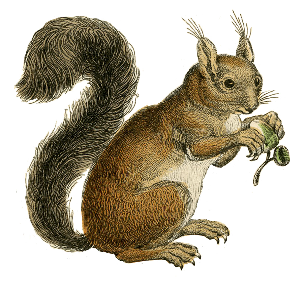 Clipart squirrel vintage.  images adorable the