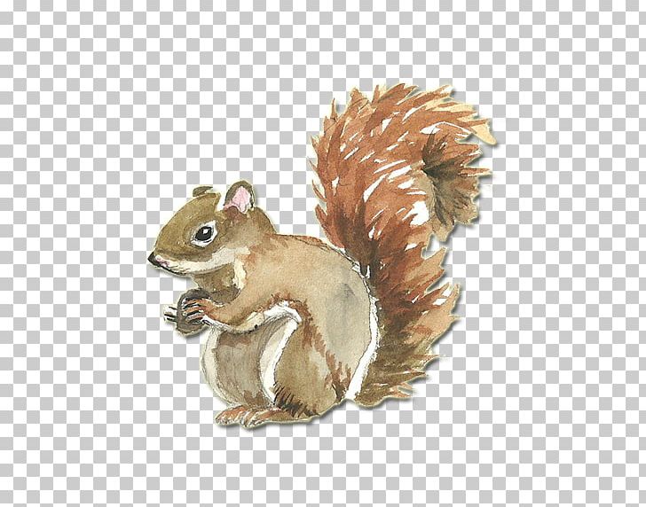 Painting coreldraw png adobe. Clipart squirrel watercolor