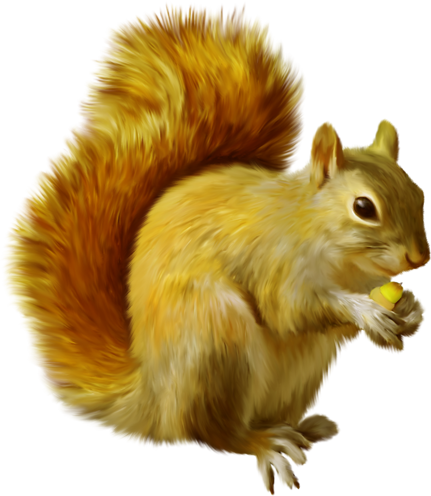 clipart squirrel watercolor