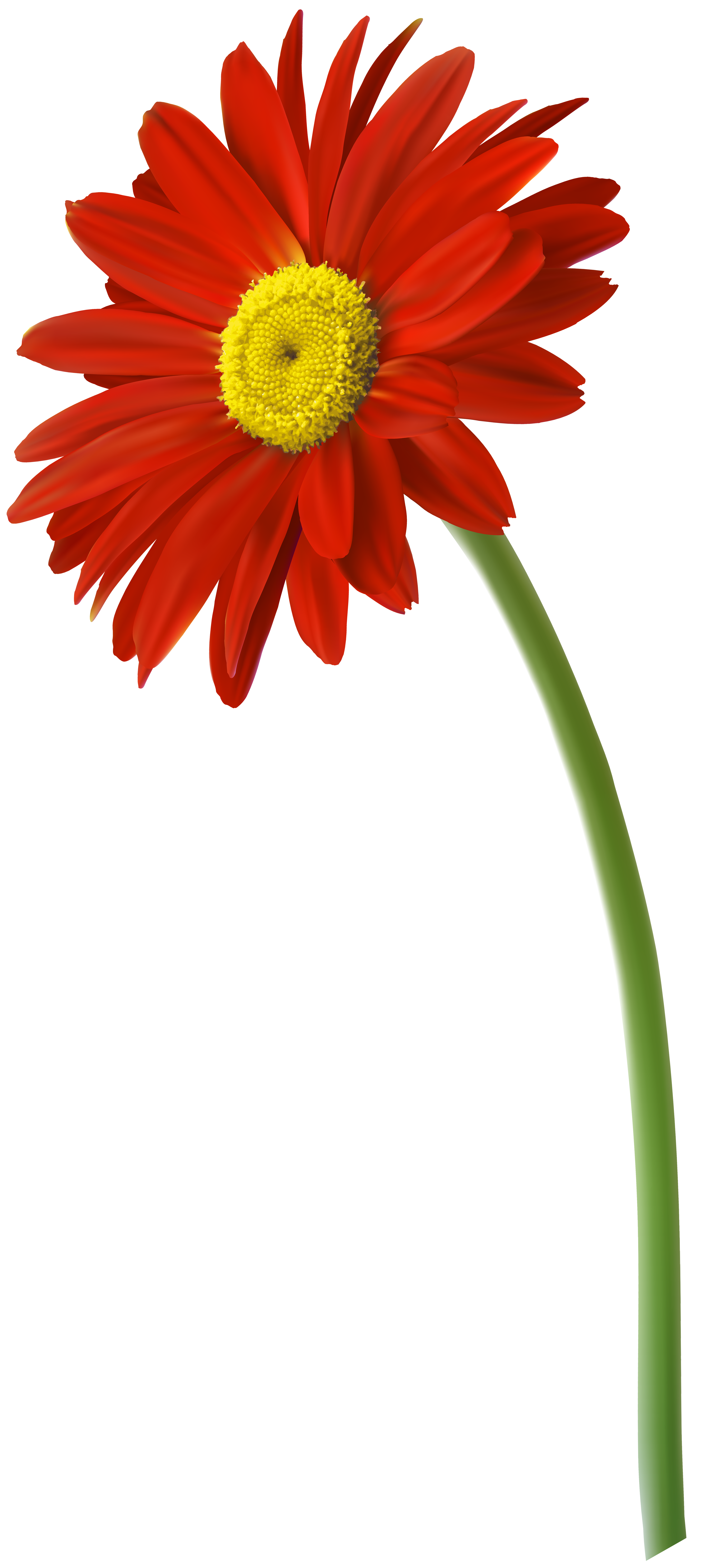 Daisy clipart colorful daisy. Red gerbera flower png