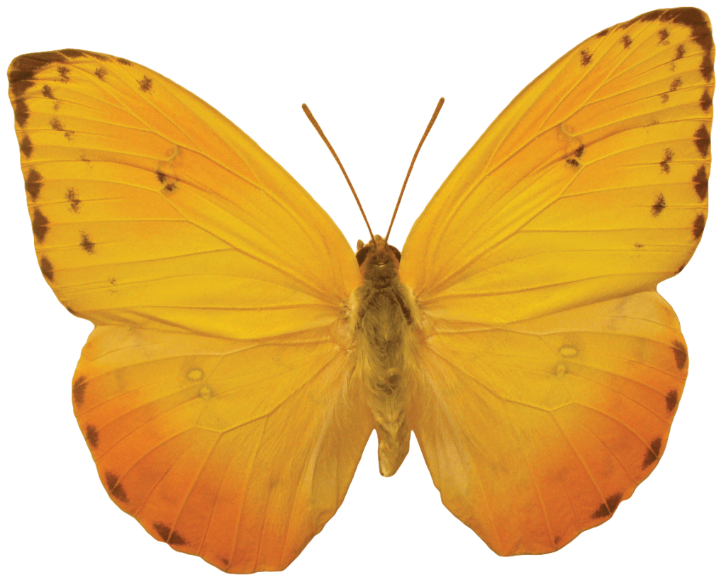A small free png. Clipart summer butterfly
