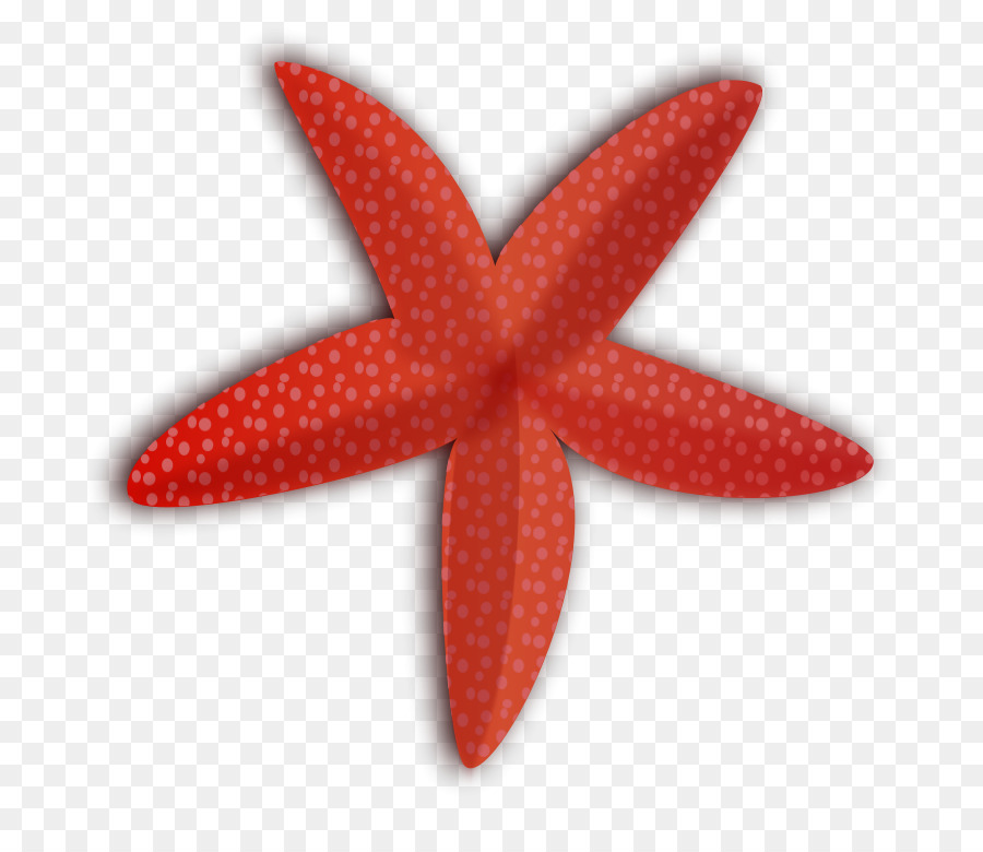 Sea illustration drawing . Starfish clipart summer