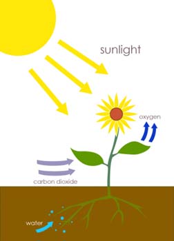 Clipart sunshine needs plant. How photosynthesis works science