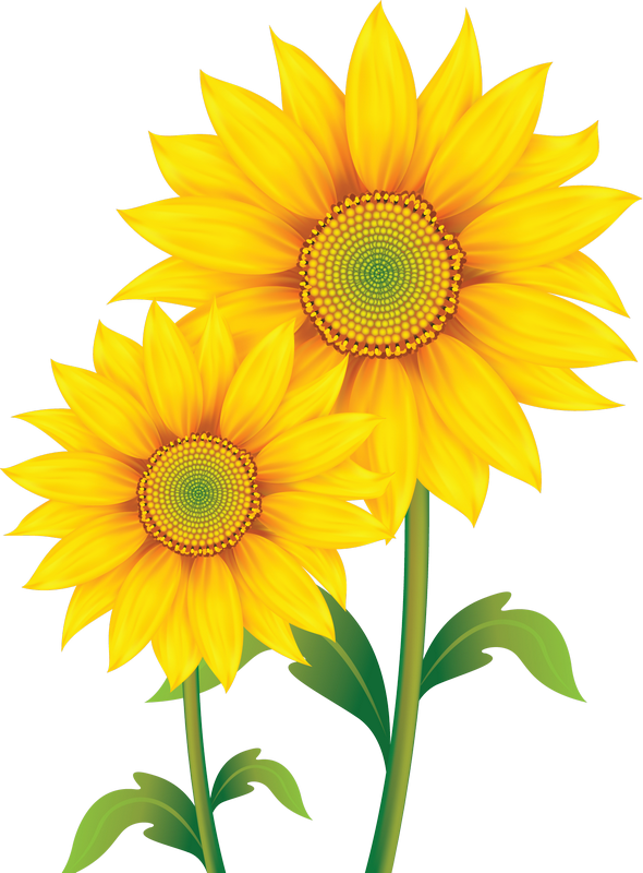 garland clipart sunflower
