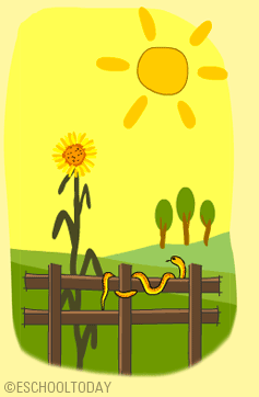 Why do living things. Clipart sunshine needs plant