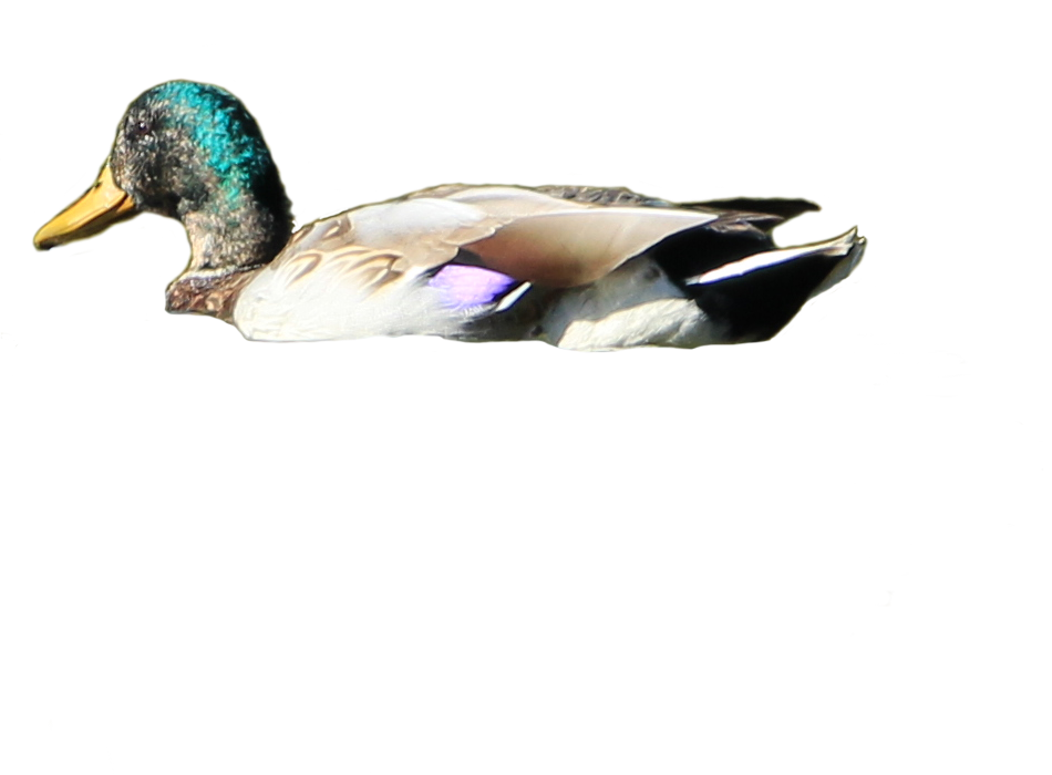 Ducks clipart swimming. Png transparent images pluspng