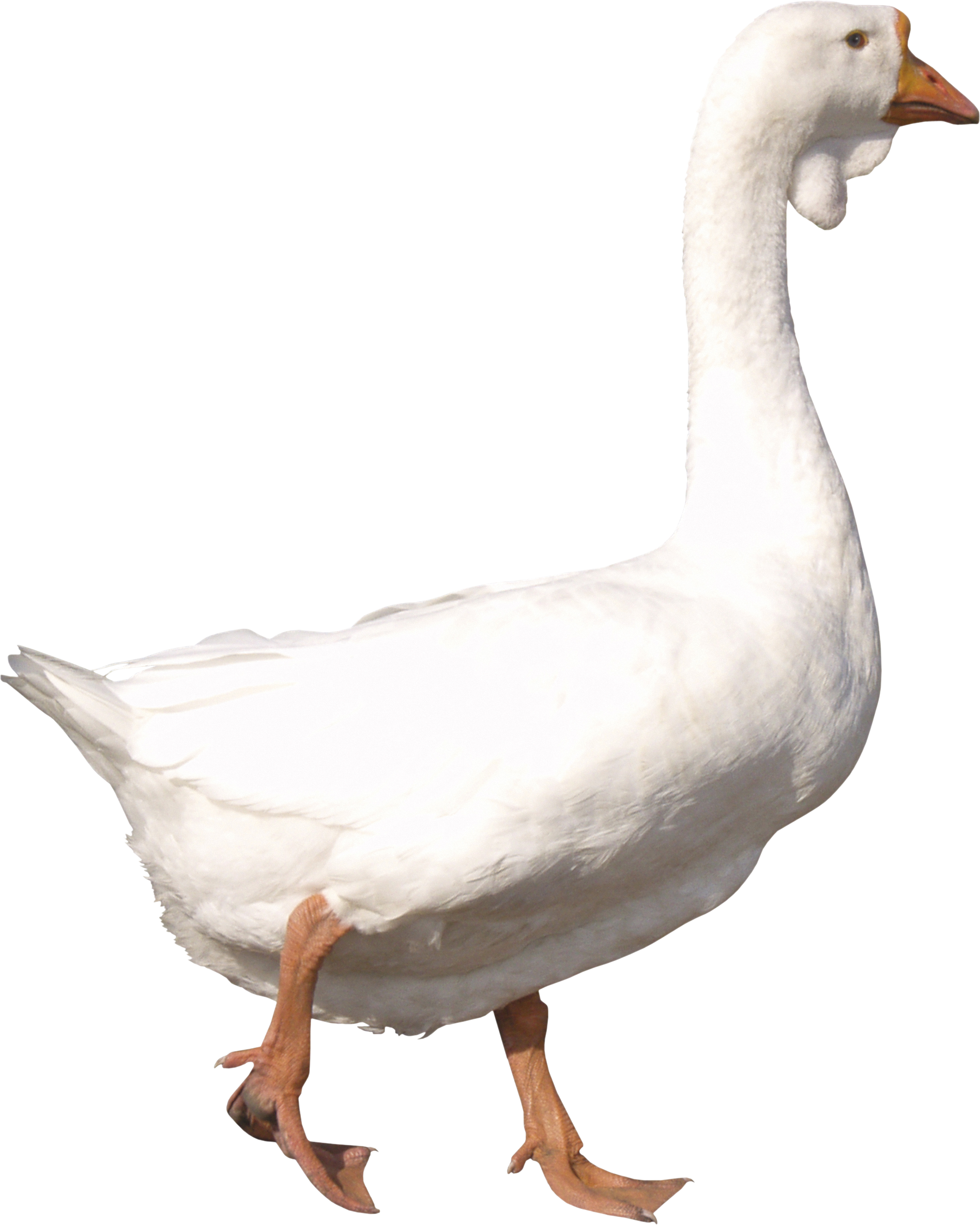 duckling clipart swan