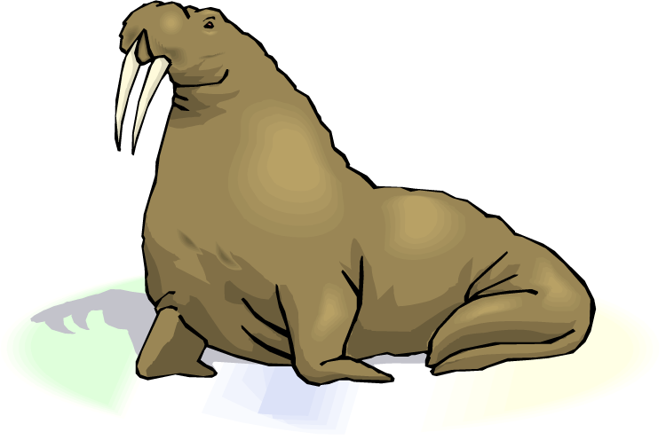 walrus clipart transparent