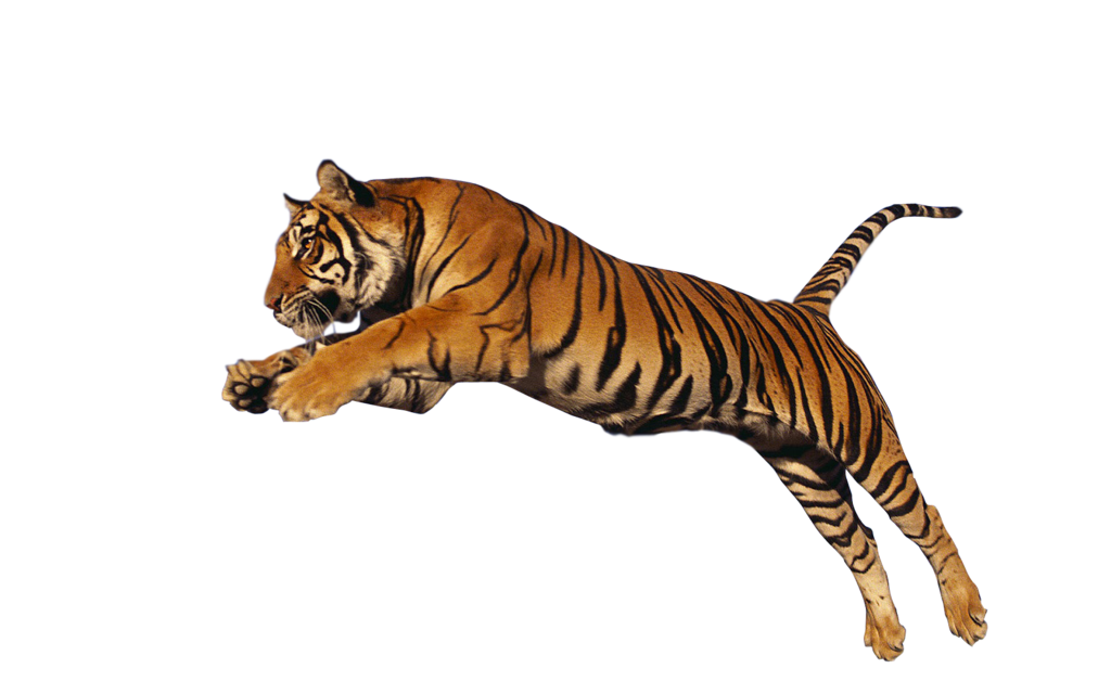 clipart tiger aggressive
