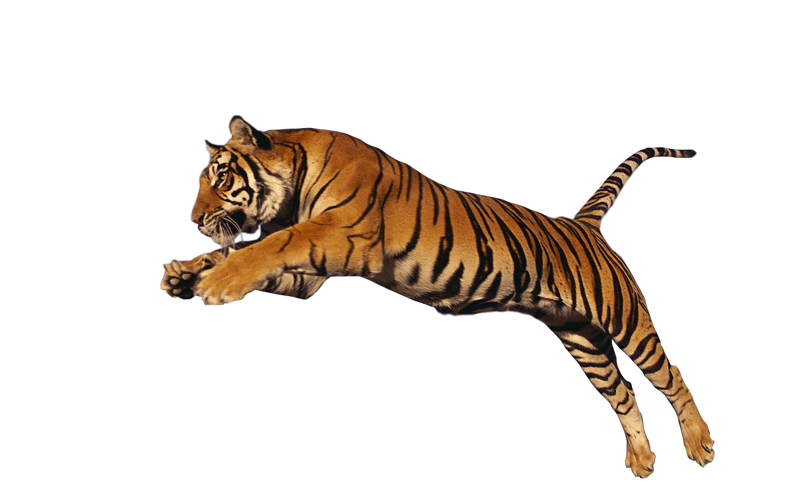 Tigers transparent png images. Clipart tiger bengal tiger