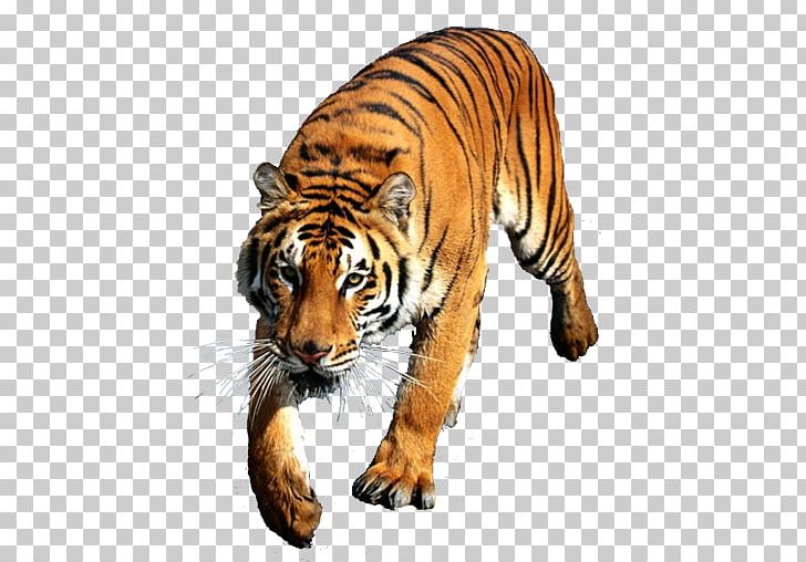 Felidae siberian desktop bengal. Clipart tiger indochinese tiger